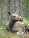 Een moeder eland ligt te genieten in het Moose Adventurepark in Mörgret